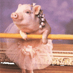 pic for ballet piglet